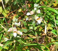 Digitalis lanata