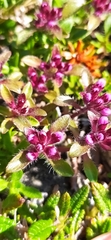 Thymus glabricaulis