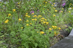 Tanacetum vulgare boreale