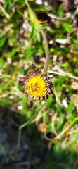 Aster alpinus tolmatschevii