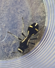 Traumatomutilla indica