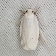Antaeotricha albulella