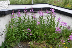 Chamaenerion angustifolium