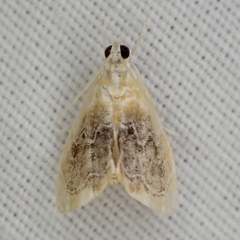 Glaphyria fulminalis