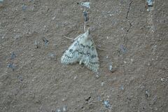 Udea simplicella