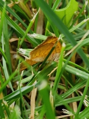 Camptogramma bilineata