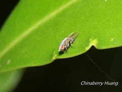 Homoneura discoglauca