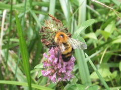 Bombus diversus