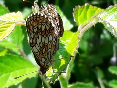 Melitaea celadussa