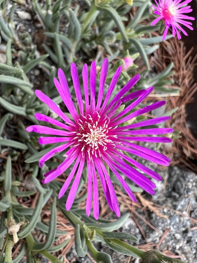 Delosperma cooperi