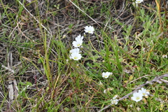 Cerastium regelii
