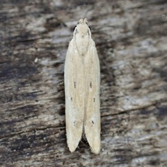 Mesophleps adustipennis