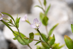 Epilobium collinum