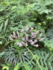 Syneilesis aconitifolia