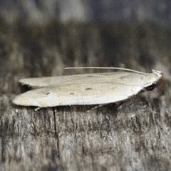 Mesophleps adustipennis