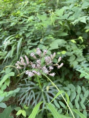 Syneilesis aconitifolia