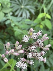 Syneilesis aconitifolia