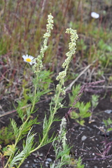 Artemisia vulgaris