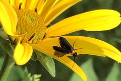 Nemognatha nemorensis