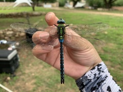 Anax nigrofasciatus