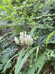 Syneilesis aconitifolia