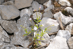 Epilobium collinum