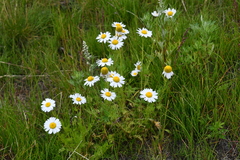 Tripleurospermum hookeri