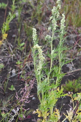 Artemisia vulgaris