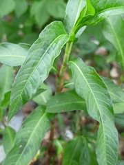Persicaria maculosa