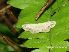 Scopula propinquaria
