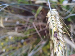Claviceps purpurea