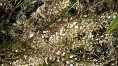 Lepidium austrinum
