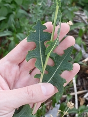 Lactuca serriola