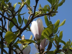 Magnolia