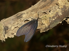 Gynautocera rubriscutellata