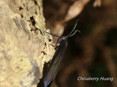 Gynautocera rubriscutellata