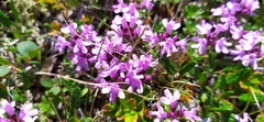 Thymus glabricaulis
