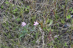 Dianthus repens