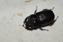 Homophileurus tricuspis