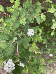Spiraea dasyantha
