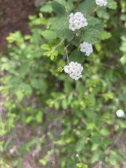 Spiraea dasyantha