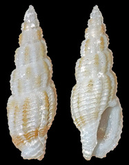 Pseudodaphnella