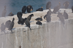 Phalacrocorax carbo