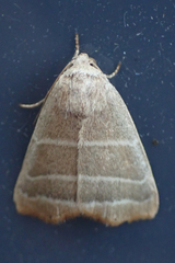 Bagisara rectifascia