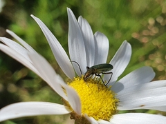 Chrysanthia geniculata