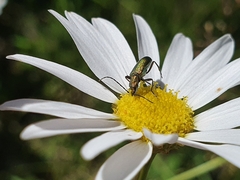 Chrysanthia geniculata