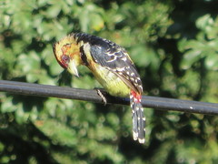 Trachyphonus vaillantii vaillantii