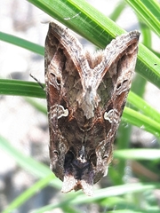 Cornutiplusia circumflexa