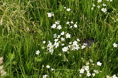 Cerastium regelii