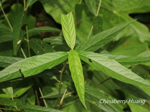 Achyranthes longifolia iNat (1)